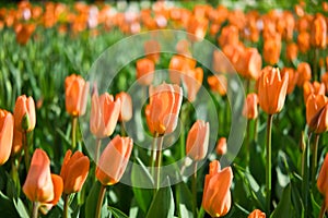 Field of colorful orange tulips in the park at springtime. Beautiful natural flowers background.