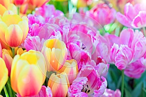 Field of colorful pink and orange tulips, floral spring background