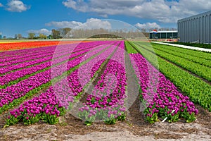 Field of colorful tulip bulbs in Holland, Lisse, the Netherlands, tulip farm, gardening