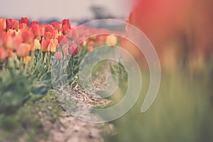 Field of colorful tulip flowers in Holland in spring on a blurred background