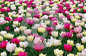 De vistoso tulipanes 