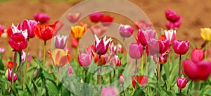 Field of colorful tulips