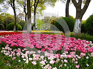 A field of colorful tulips blooming between camphor trees in early spring