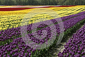 Field Of Colorful Tulips Flowers