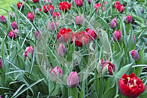 Field of colorful tulips in holland