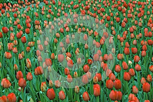 Field of colorful tulips in holland