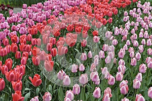 Field of colorful tulips in holland