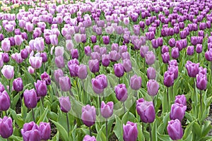 Field of colorful tulips in holland