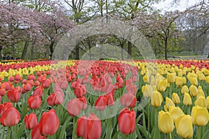 Field of colorful tulips in holland