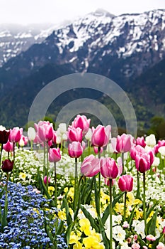 Field of Colorful tulips