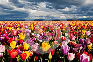 Field of colorful tulips in Spring