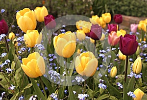 Field of Colouful Tulips