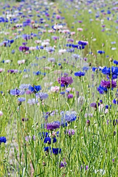 Field of coloured cornflowers, Centaurea cyanus