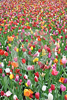 Field of colourful tulips in Holland