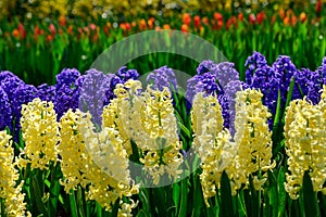 Field of colourful tulips and hyacinth in Holland , spring time flowers in Keukenhof