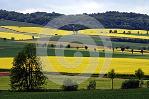 Field of colza