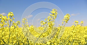 Field of colza rapeseed yellow flowers and blue sky,