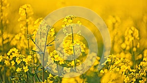 Field of colza rapeseed yellow flowers, Ukraine agriculture