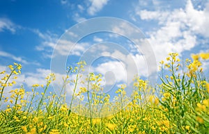 Field of colza rapeseed yellow flowers, Ukraine agriculture