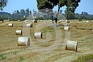 Field with combined grass hays surrounded by trees