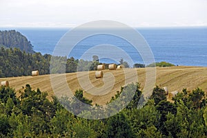 Field with combined grass hays surrounded by trees