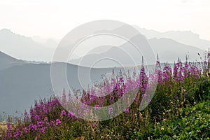 Field of common Fireweed Chamaenerion angustifolium wildflowers, also known as Rosebay willowherb, in Passo di Giau, Dolomites