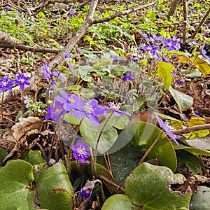 Field of Common hepatica (Anemone hepatica or Hepatica nobilis) blooming with purple flowers in sunlight in the forest
