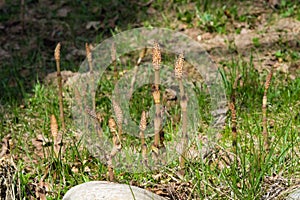 Field or common horsetail, Equisetum arvense, macro with bokeh background, selective focus, shallow DOF