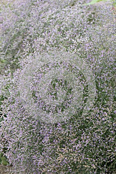 A field of Common sea-lavender Limonium vulgare at the beach