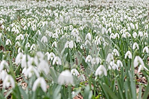 Field of Common snowdrops, Galanthus nivalis