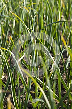 a field completely planted with garlic in summer photo