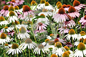 Field of Coneflowers - Flowers