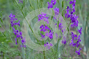 Field consolidation. Consolida regalis. Wild flower is blue. Delicate inflorescences photo