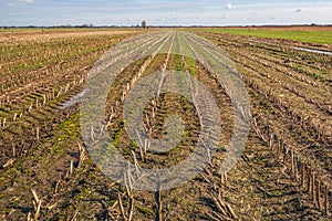 Field with converging rows of maize stubble