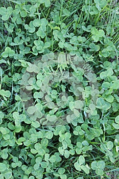 Field copsy a clover