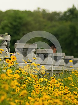 Field of Coreopsideae plants under sunlight with blurred background in Qinglonghu Park,China