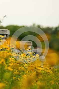 Field of Coreopsideae plants under sunlight with blurred background in Qinglonghu Park,China