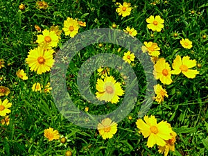 A field of coreopsis blooming