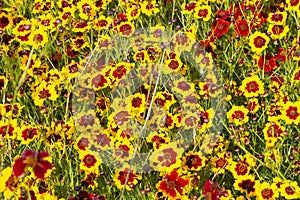 Field of Coreopsis grandiflora flowers