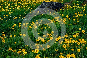 Field of Coreopsis lanceolata yellow flowers in the garden.