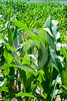 Field of Corn