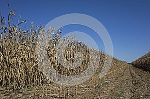 Field Corn