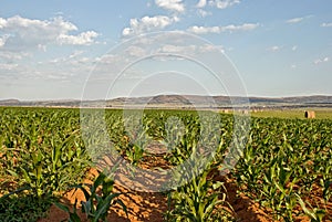 Field of corn