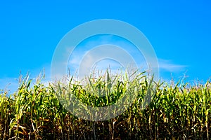 Field corn against sky