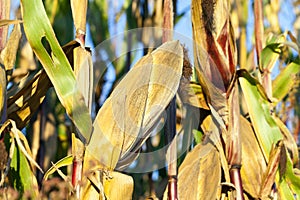 Field corn, agriculture