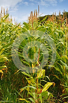 Field corn animal feed for making silage