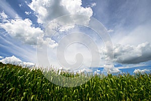 Field of Corn, Blue Sky and Clouds, Farm Cornfield photo