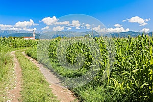 Field of corn, country road and blue sky with clouds.