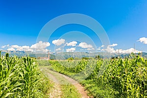 Field of corn, country road and blue sky with clouds.