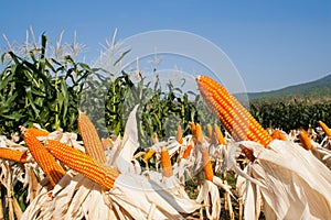 Field corn for feeding livestock